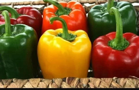 تصویر 1 از فلفل دلمه رنگی قرمز و سبز ترکیب تازه سالادی